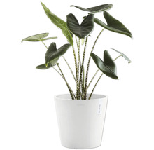 Zimmerpflanze Alocasia Zebrina in weißem Topf