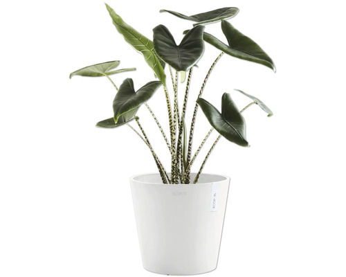 Zimmerpflanze Alocasia Zebrina in weißem Topf