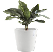 Banane in weißem Pflanztopf