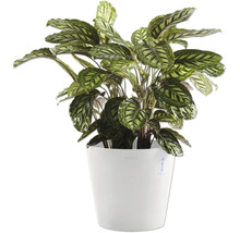 Pfeilwurz Zimmerpflanze im weißen Topf