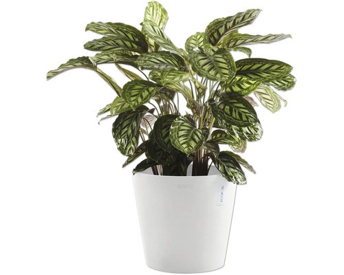 Pfeilwurz Zimmerpflanze im weißen Topf