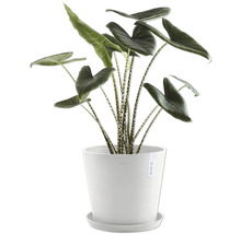 Zimmerpflanze Alocasia zebrina im Topf