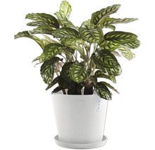 Gebetspflanze Calathea in weißem Topf