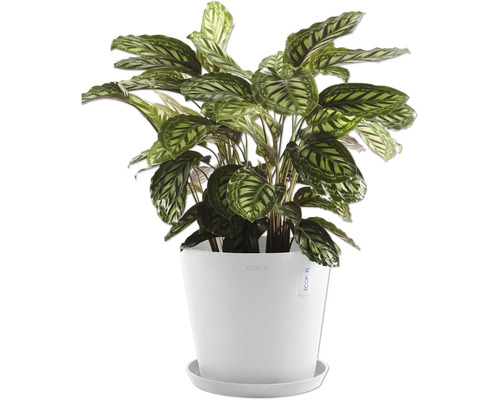 Gebetspflanze Calathea in weißem Topf