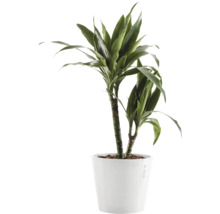 Drachenbaum im Topf