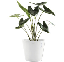 Alocasia Zebrina Zimmerpflanze in weißem Topf