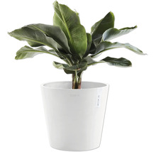 Banane im weißen Pflanzgefäß