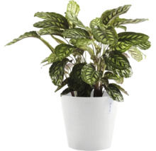 Pflanze Calathea in einem Topf