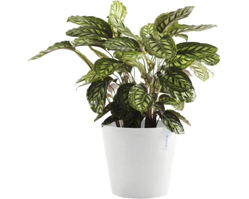 Pflanze Calathea in einem Topf
