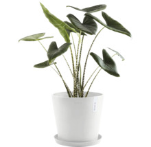 Zimmerpflanze Alocasia zebrina in einem Topf