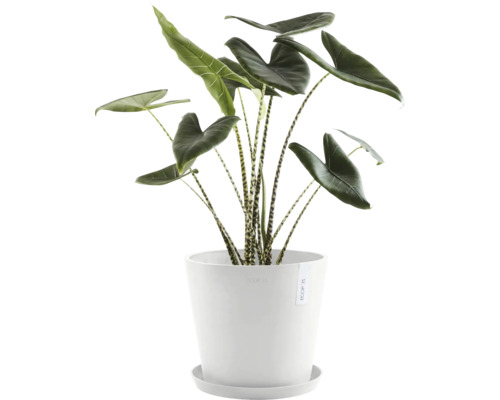 Zimmerpflanze Alocasia zebrina in einem Topf