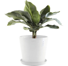 Banane in weißem Blumentopf mit Untersetzer