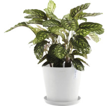 Gebetspflanze im Topf