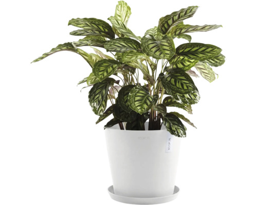 Gebetspflanze im Topf