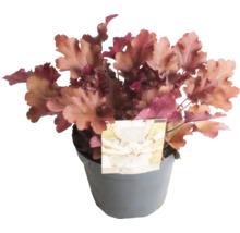 Heuchera im Topf