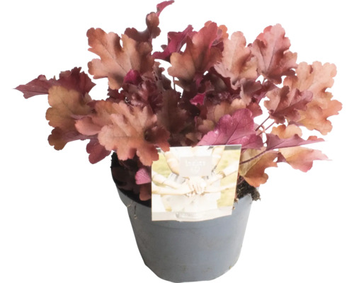 Purpurglökchen FloraSelf Heuchera 'Indian Summer Red' H 5-20 cm Ø 15 cm Topf