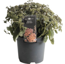 Fetthenne Coral Jade in einem Topf