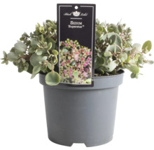Sedum Superstar im Topf