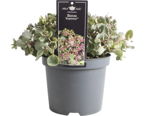 Sedum Superstar im Topf