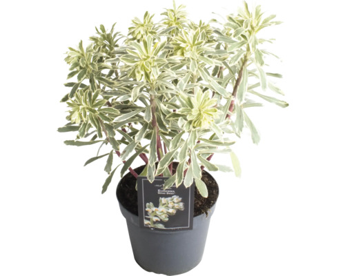 Wolfsmilch FloraSelf Euphorbia characias subsp. wulfenii 'Silver Swan' H 5-20 cm Ø 15 cm Topf