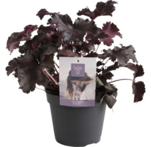 Purpurglöckchen Black Pearl im Topf