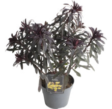 Wolfsmilch in einem Topf