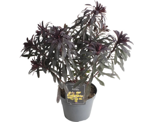 Wolfsmilch in einem Topf