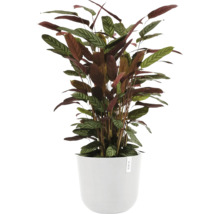 Pfeilwurz im Topf für den Innenbereich