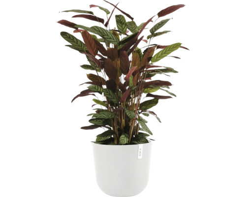 Pfeilwurz im Topf für den Innenbereich