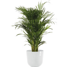 Areca-Palme im Topf