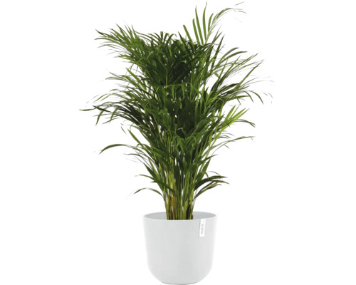 Areca-Palme im Topf