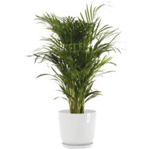 Goldfruchtpalme in einem weißen Topf