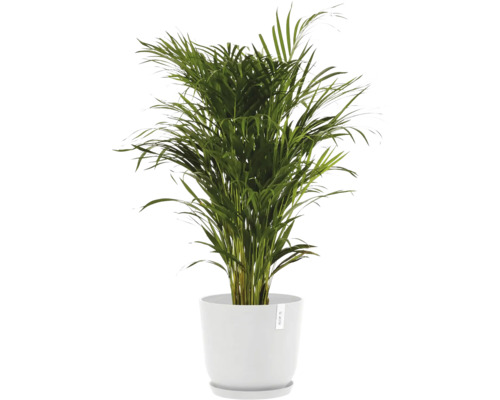 Goldfruchtpalme in einem weißen Topf