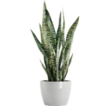 Sansevieria Zimmerpflanze im Topf