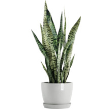 Zimmerpflanze, Sansevieria in einem Topf