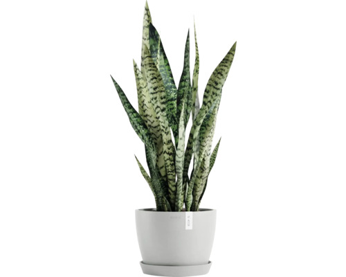 Zimmerpflanze, Sansevieria in einem Topf