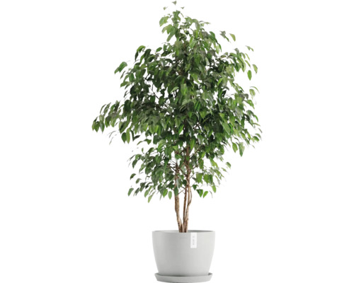 Ficus Zimmerpflanze im Topf