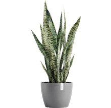 Bogenhanf Zimmerpflanze im Topf