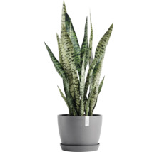 Zimmerpflanze Sansevieria im Topf