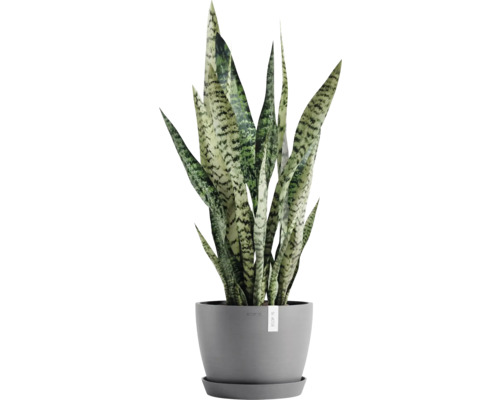 Zimmerpflanze Sansevieria im Topf