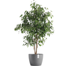 Ficus Zimmerpflanze im Topf