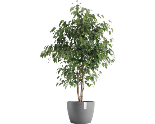 Ficus Zimmerpflanze im Topf