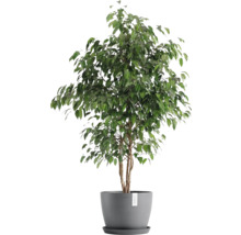 Benjamini Zimmerpflanze im Topf