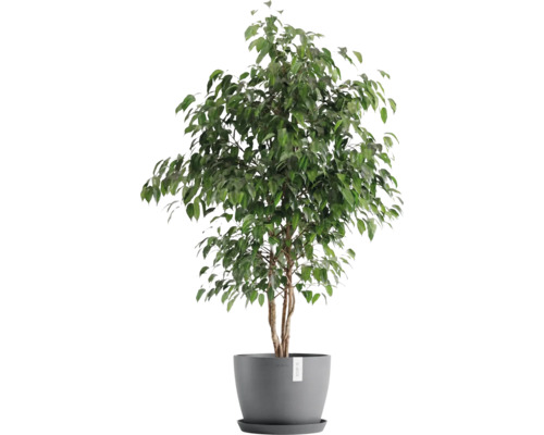 Benjamini Zimmerpflanze im Topf