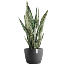 Zimmerpflanze Bogenhanf im Topf