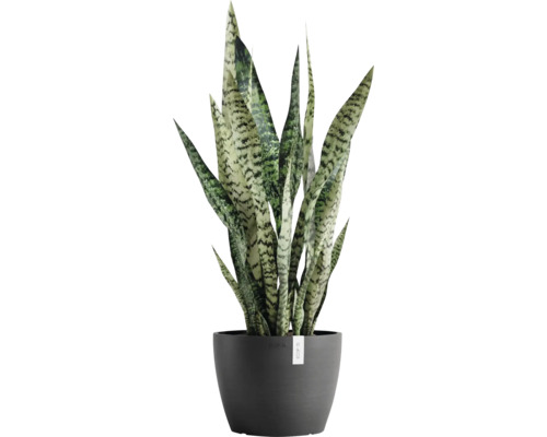 Zimmerpflanze Bogenhanf im Topf