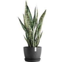 Sansevieria in Topf für den Innenbereich