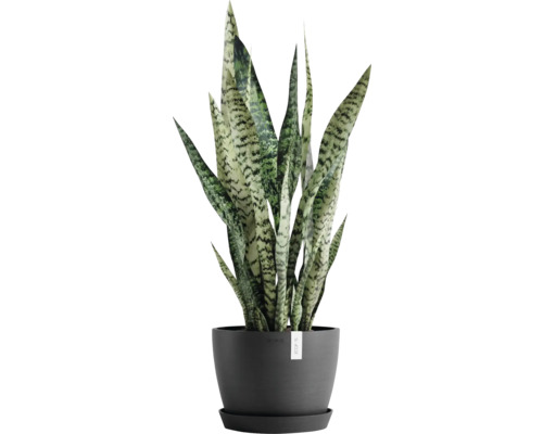 Sansevieria in Topf für den Innenbereich