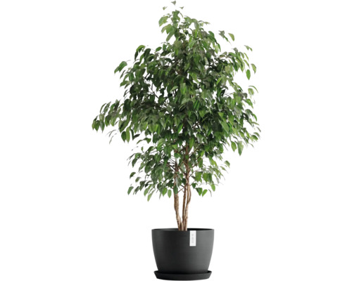 Ficus Zimmerpflanze im Topf