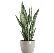 Sansevieria Zimmerpflanze im Topf